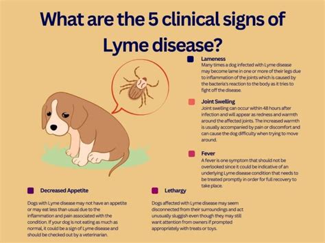 Lyme Disease In Dogs Surprising Facts And Information