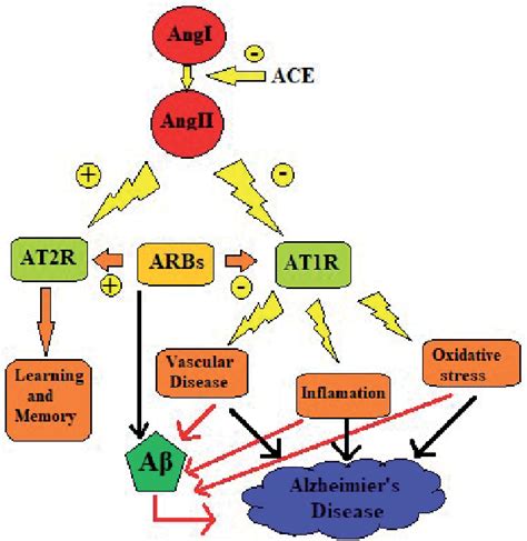 Figure 2 From Role Of The Renin Angiotensin Aldosterone System In
