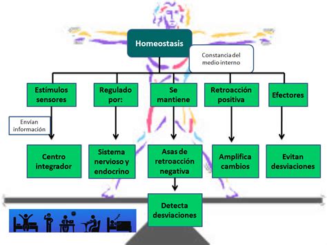 Fisiología Basica Mapa Conceptual Mapa Mental Homeostasis
