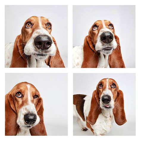Check out our second chance dogs, a new adoption program for dogs that have training needs. humane society of utah snapshots adoptable dogs in a photo ...