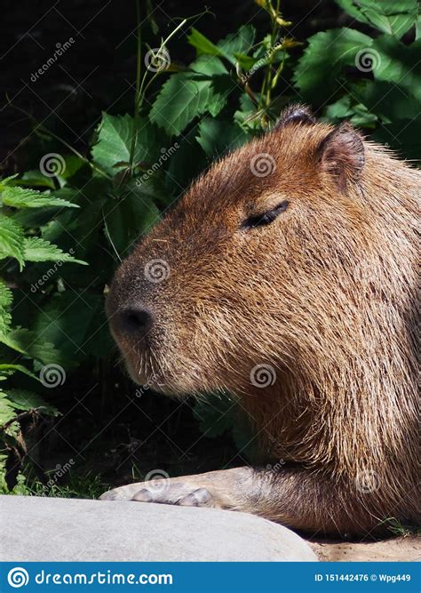 Portrait Of Capybara Close Up Royalty Free Stock Image