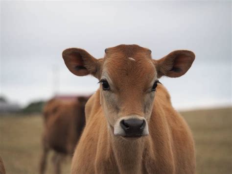 Jersey Cow Milk Production Per Year Jackson Arteaga