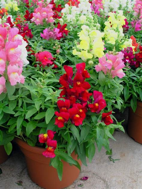 There are, all in all, four seasons of the year. 17 Annual Flowers for Year-Round Color | HGTV