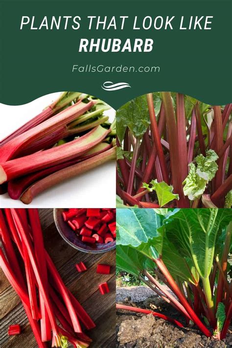 Plants That Look Like Rhubarb How To Identify Rhubarb Fallsgarden