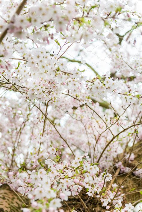 White Blossom Cherry Tree By Manuta On Creativemarket White Blossom