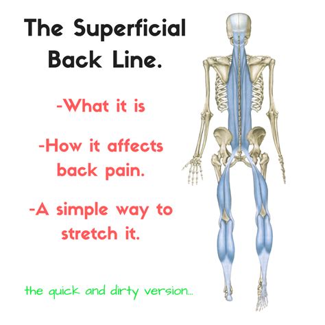 The Superficial Back Line Sbl And Back Pain A Super Simple Stretch