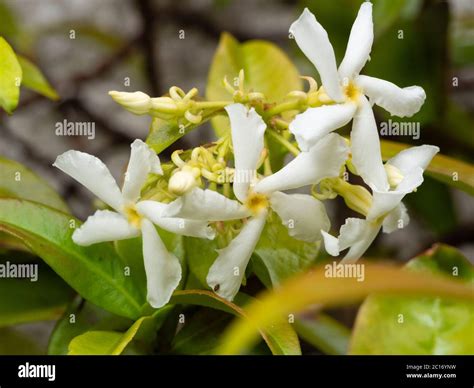 Fragrant Midsummer Flowers Of The Evergreen Star Jasmine