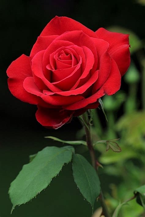 One Very Lovely Red Rose