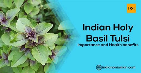 Indian Holy Basil Tulsi Importance And Health Benefits Indian On India