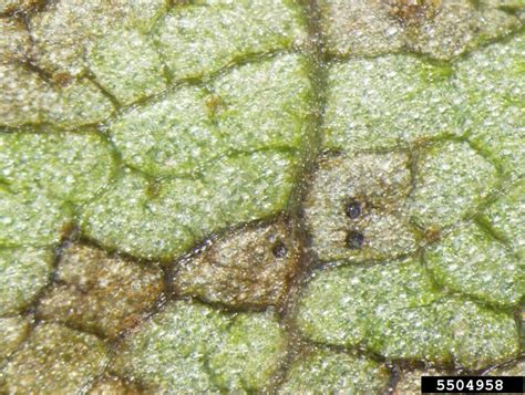 Maybe you would like to learn more about one of these? Septoria leaf spot and cankers (Septoria spp. ) on paper ...