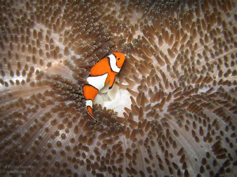 Clownfish On An Anemone Carpet Clown Anemonefish Amphipri Flickr