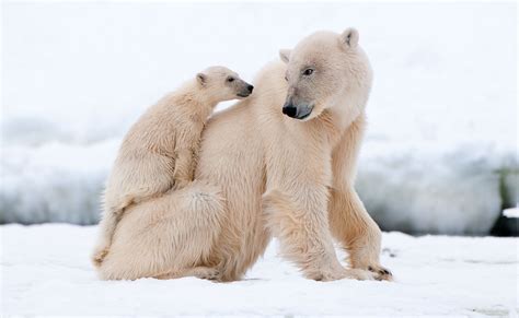 Symbolic Polar Bear Facts And Polar Bear Meaning On Whats