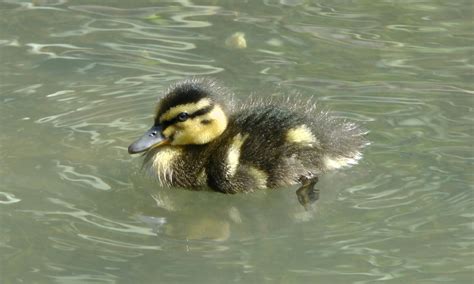 Cute Duckling In The Pond Free Stock Photo Public Domain Pictures