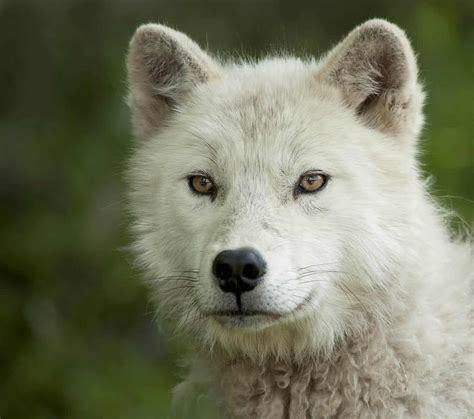 Arctic Wolf Pup Beginning To Take On The True Attributes Of An Adult