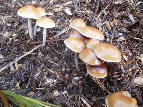 Psilocybe Cyanescens Mushroom Hunting And Identification Shroomery