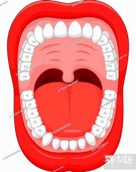 Parts Of Human Mouth Open Mouth And White Healthy Tooth With