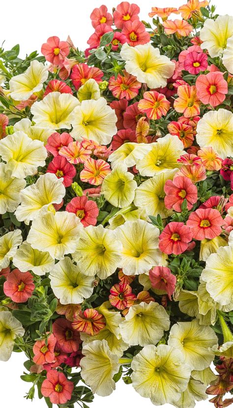 10 Low Maintenance Perennials Artofit