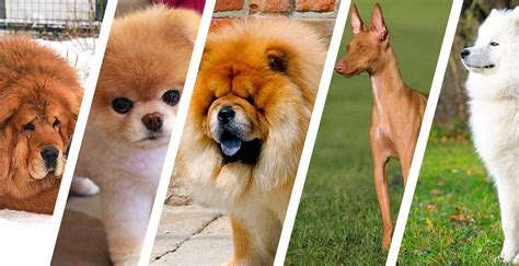 Dünyanın En Pahalı Köpeği Hangisi ? | İşte Listesi... | Lüks Yaşam Rehberi