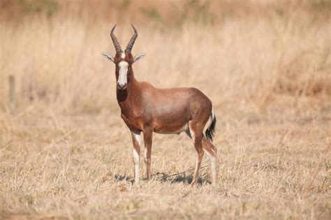 10 African Game Animals You Should Hunt Big Game Hunting Realtree Camo