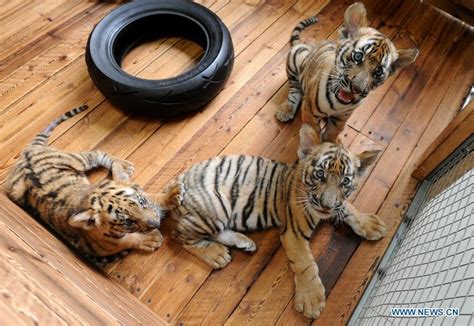 Three South China Tiger Cubs Play At Breeding Base In Suzhou