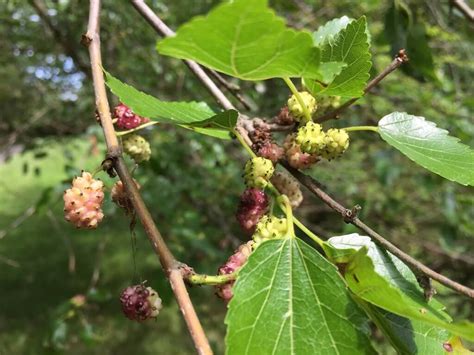 Mulberry, Wild Sweet Fruits and Favored in the Silk Industry - Eat The ...