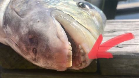 Fish With Human Like Teeth Is Caught By Angler In Florida Dimplify