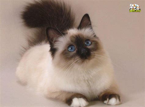 Mèo Xiêm Thái Lan Siamese Nguồn Gốc đặc điểm Lai Phối Và Giá Bán