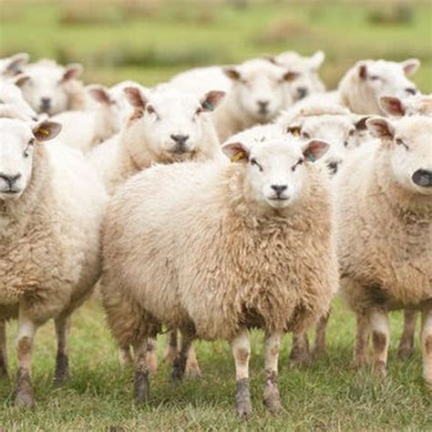 Kambing #pecintabinatang #suarakabing kumpulan suara kambing | sheep sound kambing tajuk : Wakil Kambing Biri-Biri Malaysia - YouTube