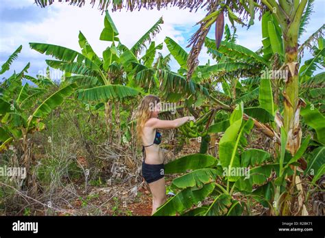 Jeune Fille En Bikini Banana Prend Du Palmier Plantation De Banane à Samana République
