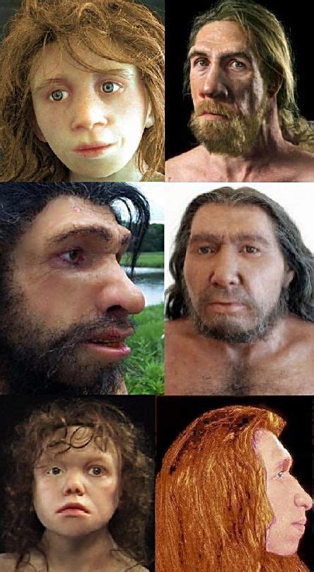 Human Ancestors Neanderthals Cro Magnons Roots Of Humanity