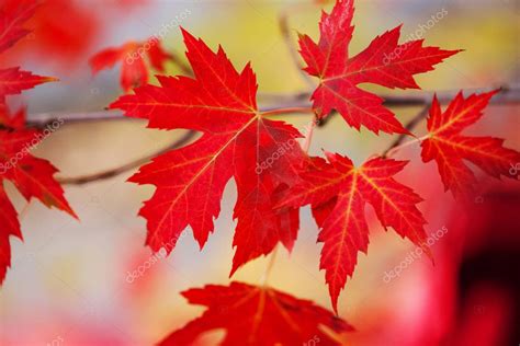 Chances are that delicious pure maple syrup being poured on your pancakes or waffles is from canada. Branch with red maple leaves. Canada Day maple leaves ...