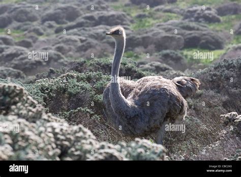 Cape Of Good Hope Wild Ostrich On Maclear Beach Adj To Cape Of Good