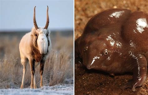 20 Weird Animals You Didnt Know Exist