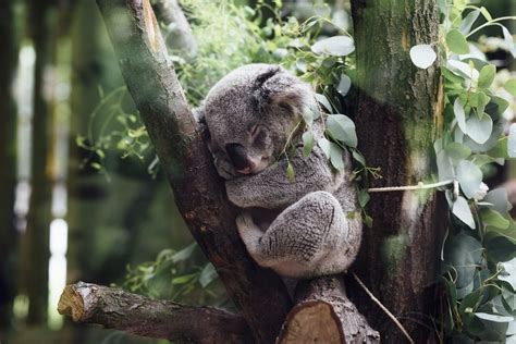 Kumpulan Gambar Koala Hewan Lucu Dan Menggemaskan 5minvideoid