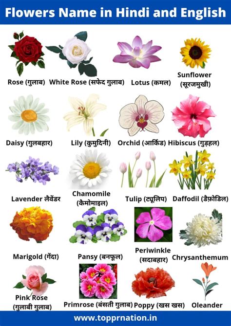 Flowers Name In Hindi And English With Pictures List Of Flowers