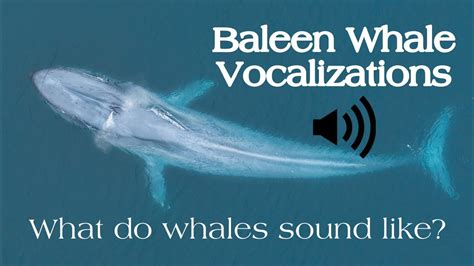 Baleen Whale Vocalizations What Do Whales Sound Like Youtube