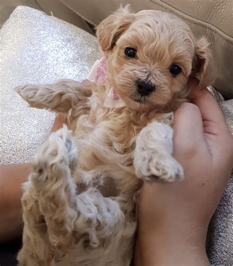 Maltipoo Puppies For Sale | Pittsburgh, PA #289152