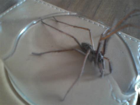 11 Truly Horrifying Spiders Found In Irish Homes This Year