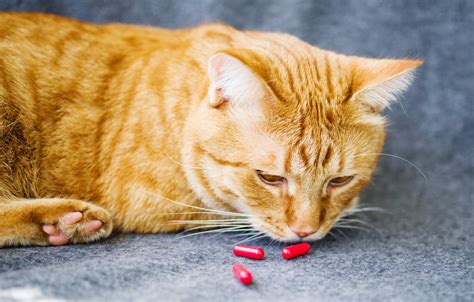 How To Give A Cat A Pill—and Get Your Cat To Swallow It Readers Digest