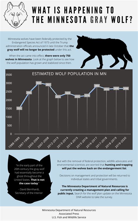 Infographic What Is Happening To The Minnesota Gray Wolf Tommiemedia