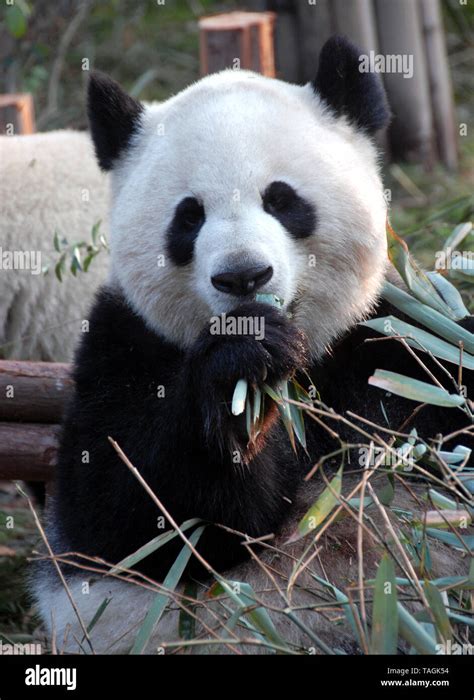 Giant Panda At Chengdu Panda Reserve Chengdu Research Base Of Giant