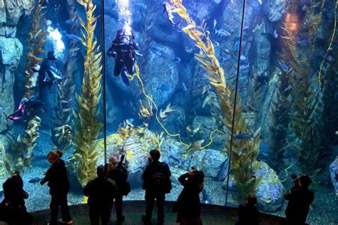 Aquarium Of The Pacific Exhibits Southern Californiabaja Gallery