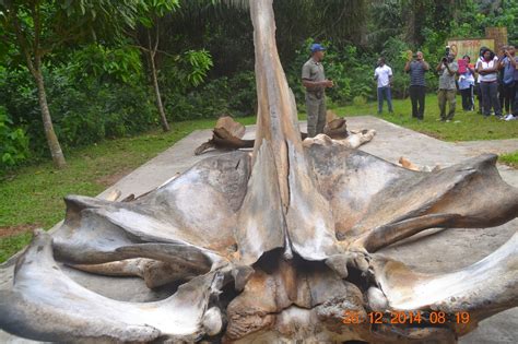 Red dead redemption 2 dinosaur bones locations. Dinosaurs Bones Found In Bonny Island? - Agriculture - Nigeria