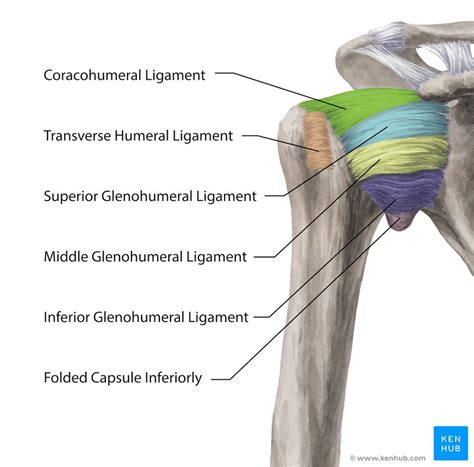 Shoulder Tendon And Ligament Anatomy Shoulder Pain