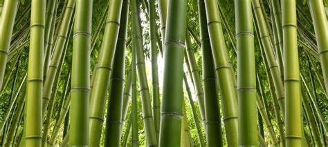 Bamboo Wallpaper 4k