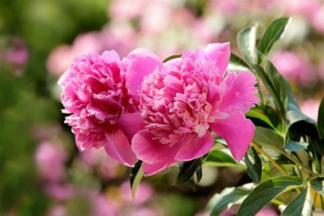 5 Fakta Bunga Peony Bunga Punya Banyak Manfaat Kesehatan
