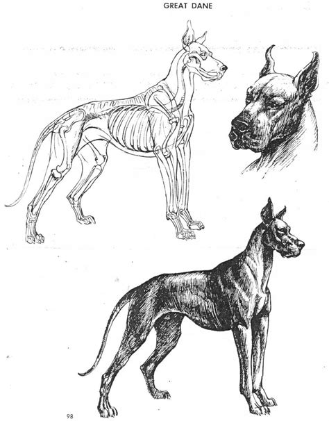The Art Of Animal Drawing By Ken Hultgren Animal Drawings Animals