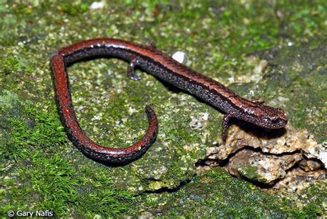 Salamander Behavior And Life History Defensive Strategies