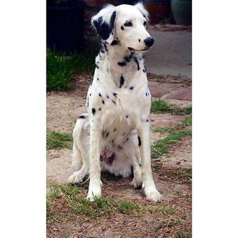 Long Hair Dalmatian Domestic Dog Pet Dogs Long Coat Dalmatian