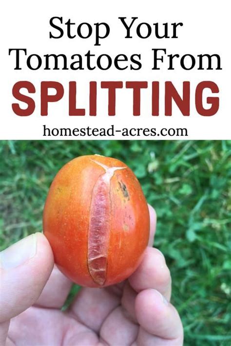 Tomatoes Splitting Why Tomatoes Split And How To Stop It Food Garden
